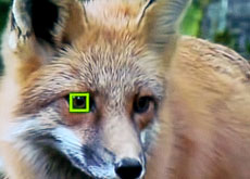 ソニーが「瞳AF」を動物にも対応させる模様。